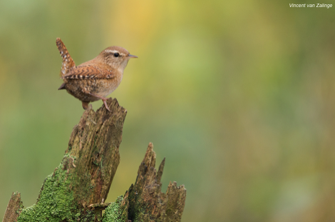 Wren by Vincent van Zalinge